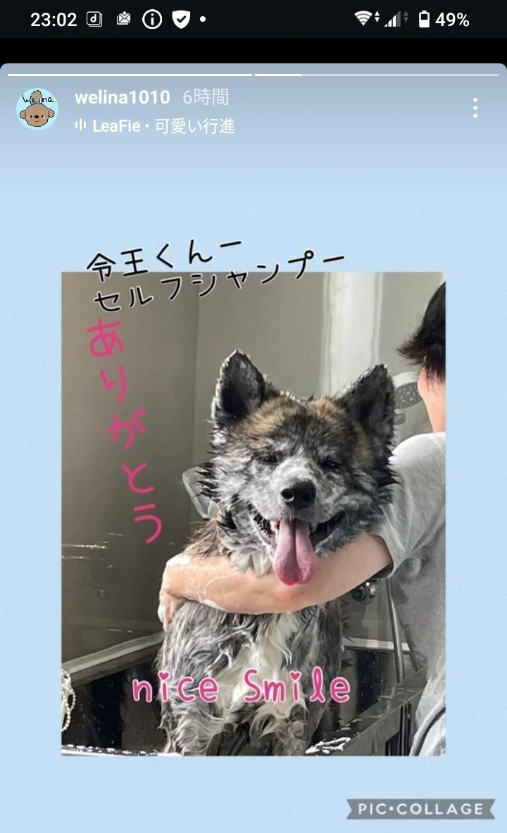 愛犬のシャンプー