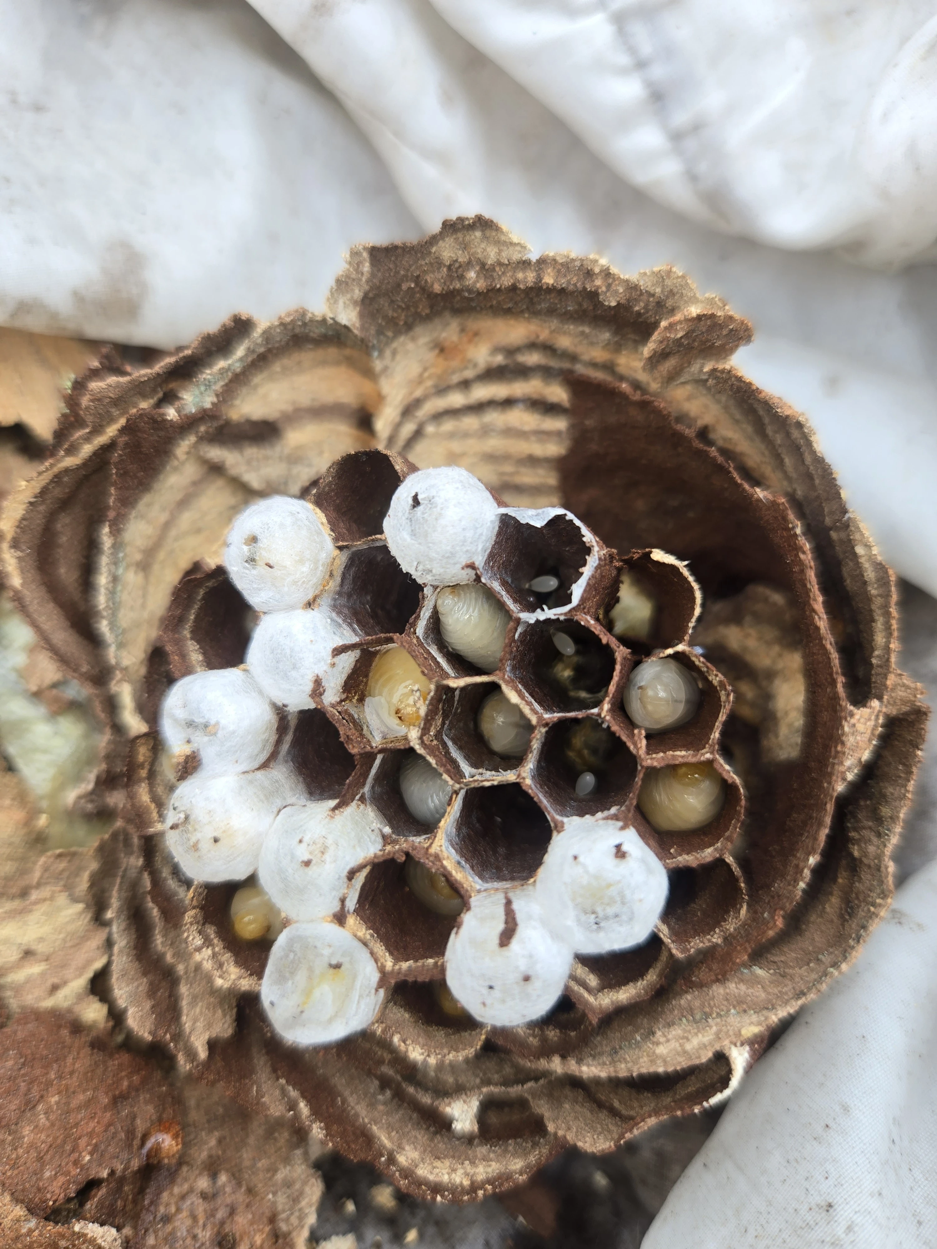 蜂駆除アトム